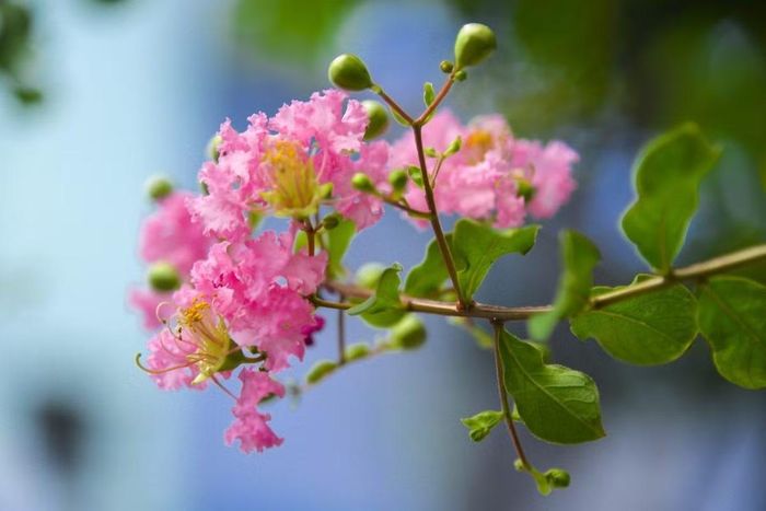 Những chùm hoa nở dày trước nhà được ví như hình ảnh gia đình đông vui, ấm êm. Ngoài ra, loài cây này còn thể hiện sự nền nếp và sự tiếp nối bền vững giữa các thế hệ. Ảnh: Vuonhoatuoi
