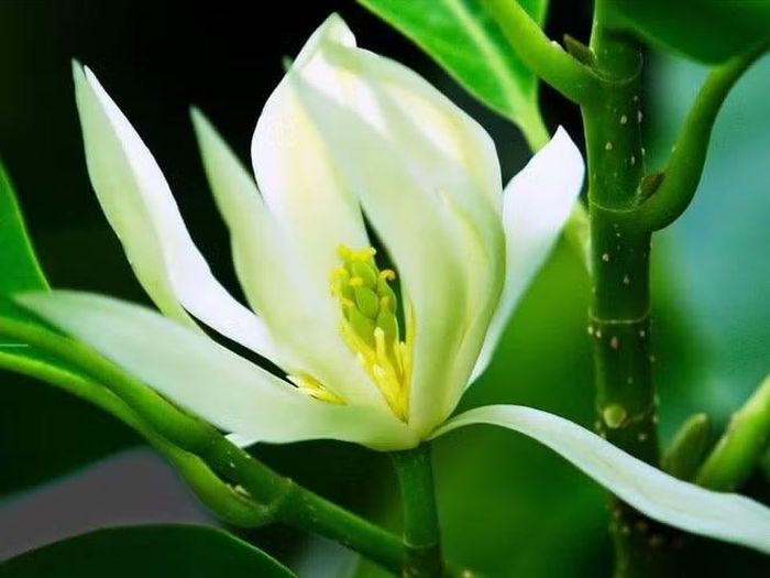 Hương thơm của ngọc lan nhẹ nhàng, thanh khiết, mang lại cảm giác thư giãn. Vì vậy, hoa thường được dùng trong trang trí hoặc các dịp cúng lễ. Ảnh: Facebook