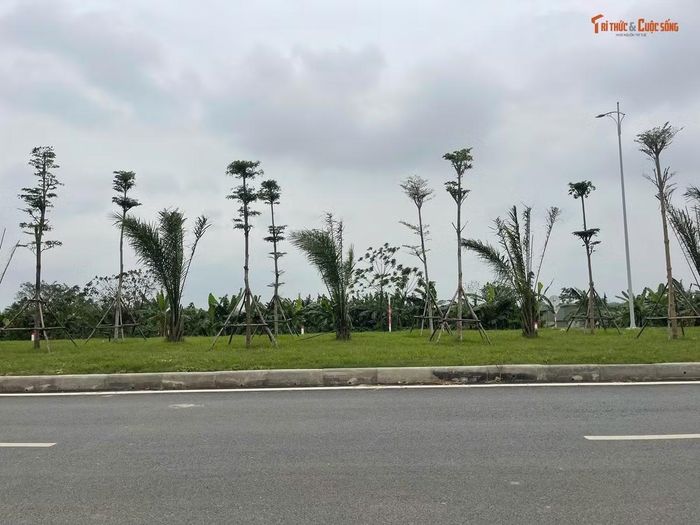 Dải phân cách rộng ở giữa được trồng 2 hàng cây bàng lá nhỏ đồng bộ toàn tuyến đường.