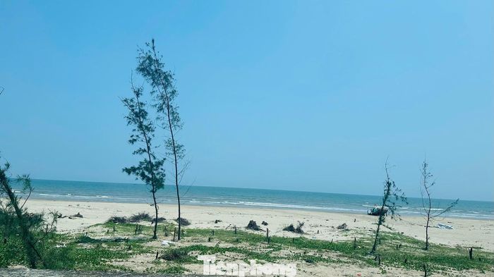 Nhiều khu vực rừng phòng hộ bị gãy đổ, được người dân chặt bỏ, chỉ lại bãi cát trắng.