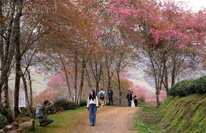 Chính quyền và Nhân dân xã Si Ma Cai mong muốn cây anh đào sinh trưởng, phát triển tốt, bung nở như ở Khu Du lịch Quốc gia Sa Pa để tạo điểm nhấn thu hút du khách. Ảnh: Vân Thảo - Tuấn Linh