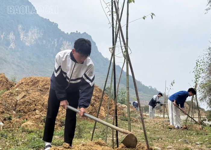 Học sinh Trường THPT số 1 Si Ma Cai chăm sóc hàng cây anh đào.