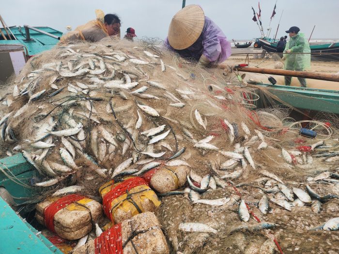  Ngư dân Hà Tĩnh trúng đậm cá trích biển 