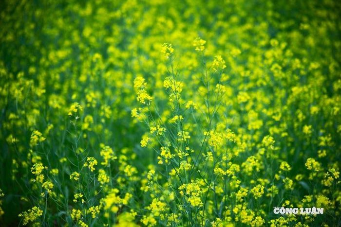 Hoa cải - loài hoa hoang sơ, giản dị nhưng biểu tượng cho sức sống bền bỉ của con người cùng cao. Ảnh: Hoàng Chính