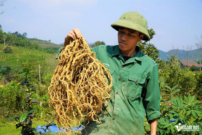 Vườn ba kích của anh Vượng cho thu hoạch sau 3 năm xuống giống. Cây ba kích tím là một loại dược liệu quý, được sử dụng phổ biến trong y học cổ truyền.