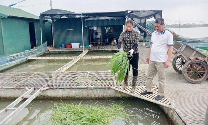 Cán bộ Chi cục Chăn nuôi, Thú y và Thủy sản tỉnh kiểm tra mô hình nuôi cá của gia đình chị Nông Thị Thảo.