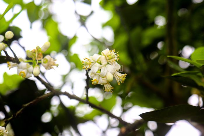 Thay vì phụ thuộc hoàn toàn vào thụ phấn tự nhiên nhờ ong, bướm như trước đây, việc chủ động can thiệp kỹ thuật giúp nhà vườn kiểm soát tốt tỷ lệ đậu quả, khắc phục tình trạng năng suất bấp bênh.