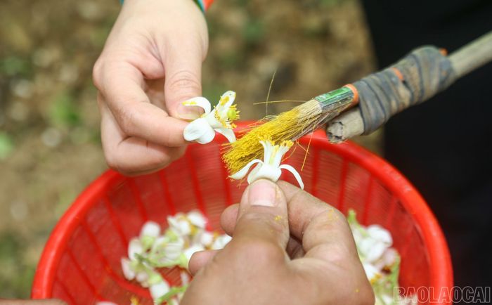 Đối với những cành ở tầm cao, người trồng bưởi khéo léo sử dụng đầu que gắn chổi lông để truyền phấn. Sự hỗ trợ của dụng cụ tự chế này giúp việc thụ phấn được thực hiện đồng đều trên toàn bộ tán cây.