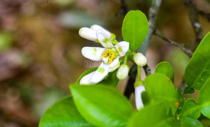 Từ những đóa hoa nhỏ bé được nâng niu qua bàn tay con người, những trái ngọt đầu tiên đang dần hình thành. Một vụ mùa bội thu không chỉ bắt đầu từ sự ưu đãi của thiên nhiên, mà còn từ sự chắt chiu, tỉ mỉ của những "người se duyên" nơi vườn bưởi.