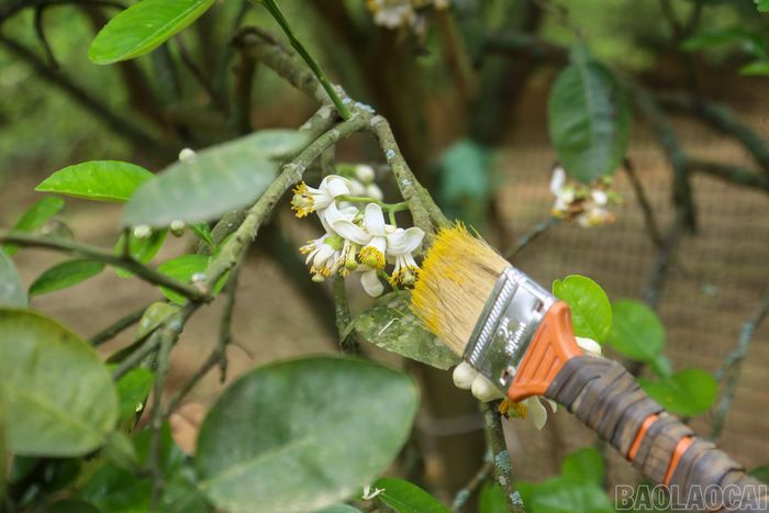 Để tăng khả năng đậu quả, người dân đã tiến hành giúp cây thụ phấn bổ sung bằng cách chủ động lấy phấn của hoa bưởi này quét lên nhụy hoa bưởi khác. Phương pháp "se duyên" nhân tạo này giúp cây bưởi đạt năng suất tối ưu.