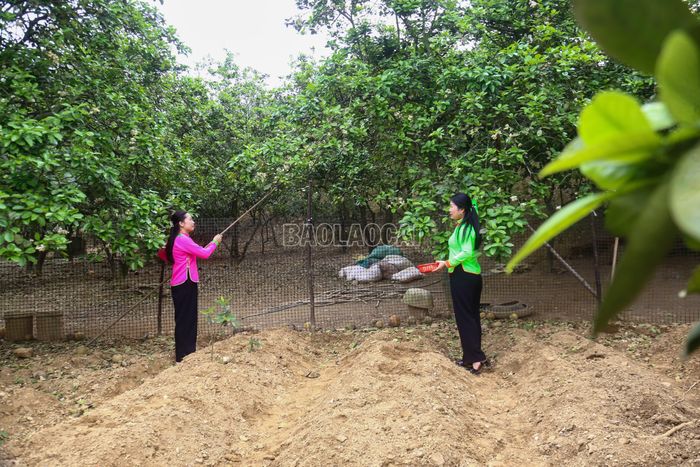 Việc thụ phấn sẽ được lặp lại nhiều lần để đảm bảo không bỏ sót bông hoa nào.