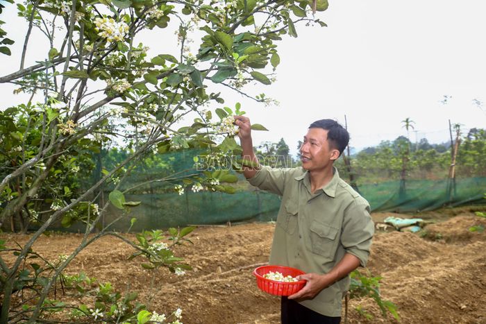 Đối với những cây và cành thấp, người dân trực tiếp dùng tay chấm lên đầu nhụy của hoa bưởi để thụ phấn.