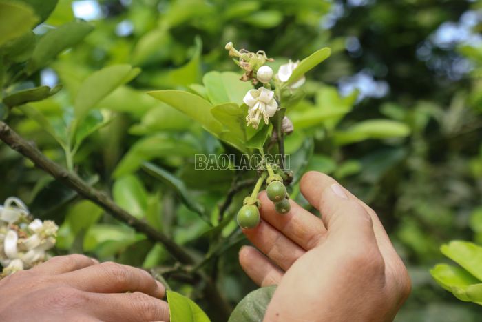 Sau khi thụ phấn thủ công, tỉ lệ đậu quả của cây bưởi cao gấp 2 - 3 lần, chất lượng quả bưởi cũng tốt hơn.