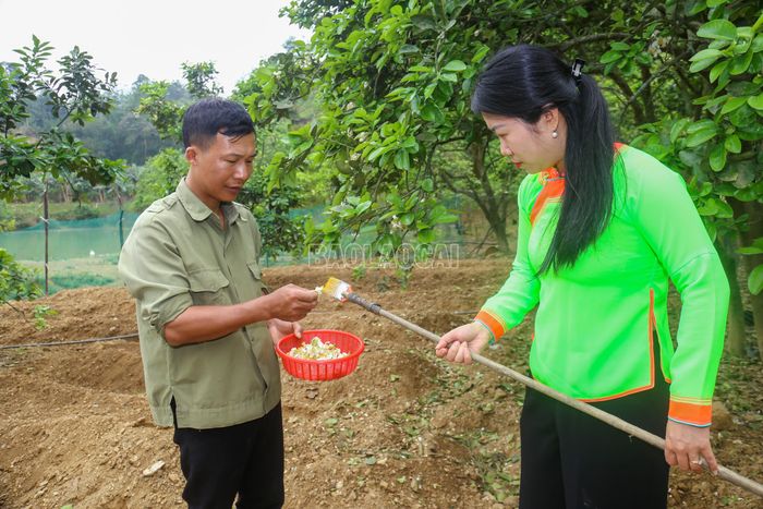 Việc thụ phấn phải thực hiện liên tục khi hoa nở rộ, để cây kịp đậu quả.