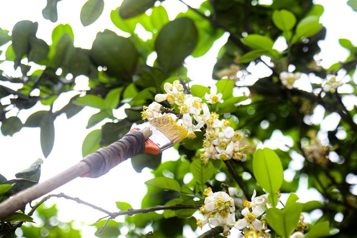 Dù không phức tạp nhưng công việc "se duyên" này đòi hỏi sự kiên trì của nông dân khi hoa bưởi rất nhỏ và nhiều.