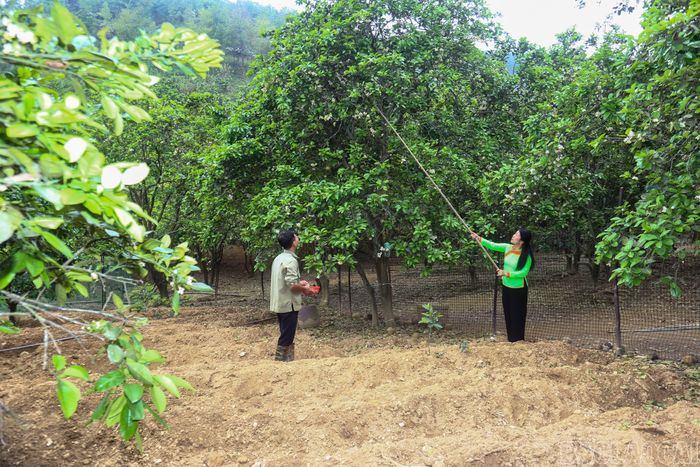 Đây cũng là thời điểm người dân tất bật với công việc thụ phấn bổ sung cho hoa, giúp cây bưởi tăng tỷ lệ đậu quả.
