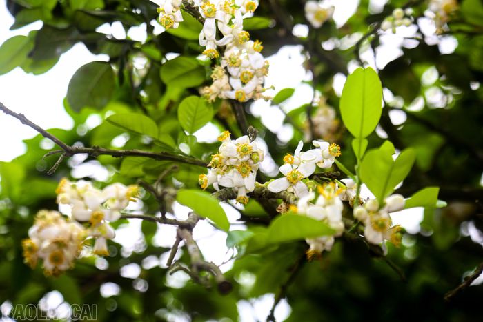Thời gian cây bưởi ra hoa kéo dài trong khoảng 1 tháng.