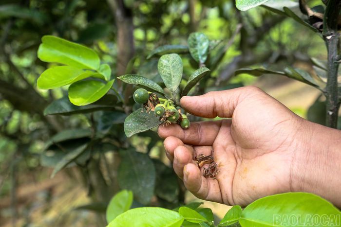 Khi mùa hoa kết thúc, tỷ lệ đậu quả cao phản ánh hiệu quả của việc áp dụng kỹ thuật thụ phấn chủ động.