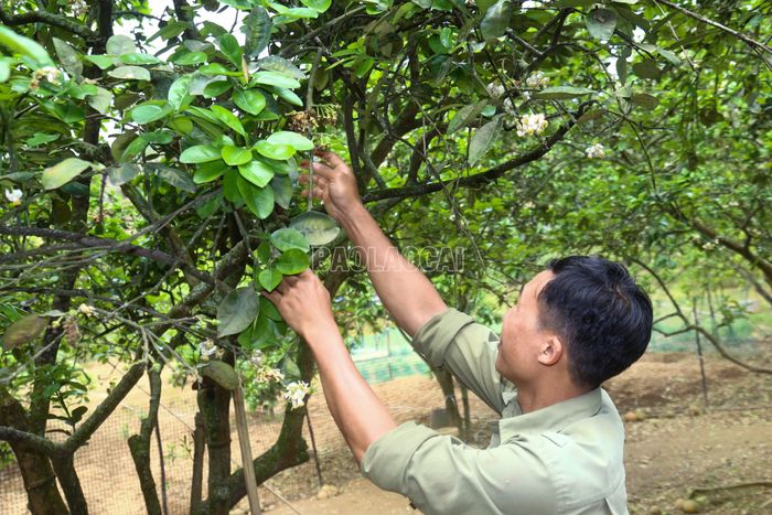 Nhờ thụ phấn, người trồng bưởi chủ động hơn trong kiểm soát năng suất và chất lượng quả.