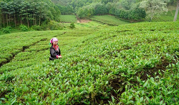 Tỉnh Lào Cai có trên 16 nghìn ha chè với các giống chủ yếu: Shan, Bát Tiên, Phúc Vân Tiên, Kim Tuyên; Trung du; LDP1, LDP2...