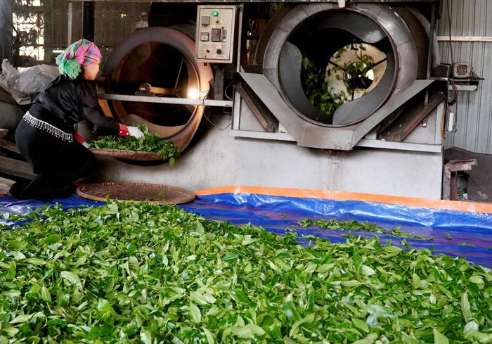 Nguồn nguyên liệu đưa vào chế biến chè xanh luôn được Hợp tác xã Nông nghiệp xanh Thác Bà chú trọng.