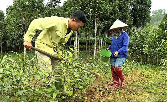 Người dân thôn Khe Năm sử dụng phân hữu cơ trên diện tích chè trồng mới.