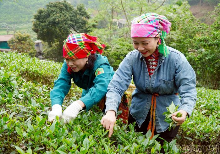 Gia đình chị Đỗ Thị Thanh Thủy ở thôn Tân Lập, xã Thác Bà thu hái lứa chè xuân đầu tiên.