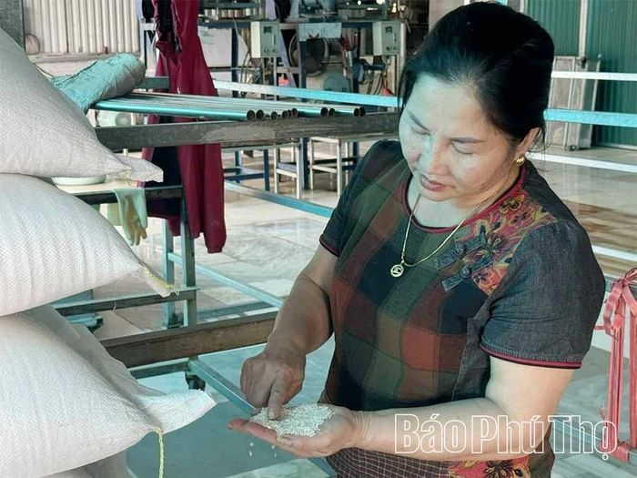 Nguyên liệu đầu vào sản xuất được các hộ làm nghề mì gạo chọn lựa kỹ.