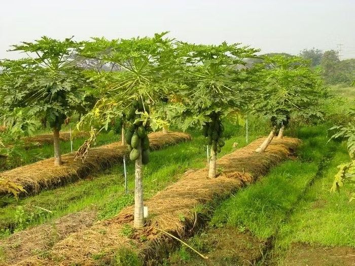  Nhạy cảm với môi trường. Dù dễ trồng, đu đủ lại khá khó tính với điều kiện đất và nước, dễ bị thối rễ hoặc nhiễm bệnh nếu môi trường không phù hợp. Ảnh: Pinterest.