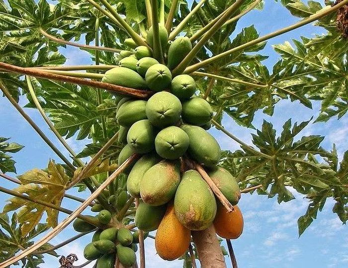 Trái mọc thẳng trên thân. Không giống nhiều loài cây ăn quả khác, đu đủ ra hoa và kết trái trực tiếp trên thân chính, tạo nên hình dáng rất đặc trưng và dễ nhận biết. Ảnh: Pinterest.