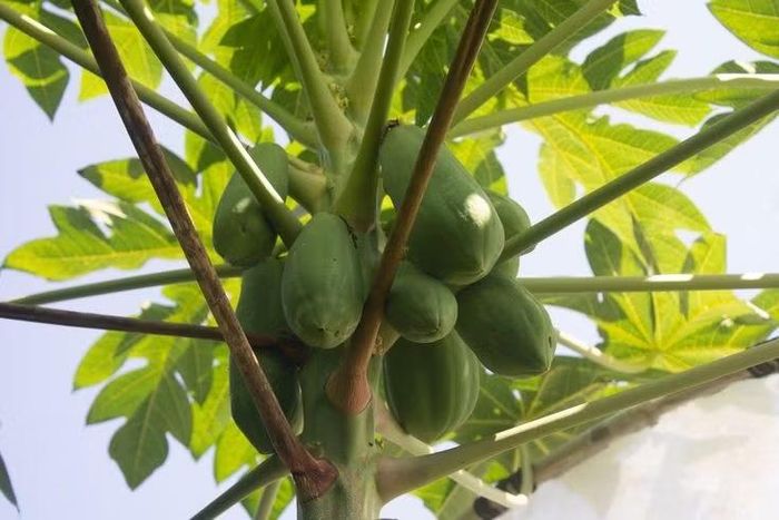  Quả xanh cũng đầy giá trị. Không chỉ quả chín mới hữu ích, đu đủ xanh còn được dùng trong nhiều món ăn như gỏi, canh và có giá trị dinh dưỡng cao, đặc biệt là chất xơ. Ảnh: Pinterest.