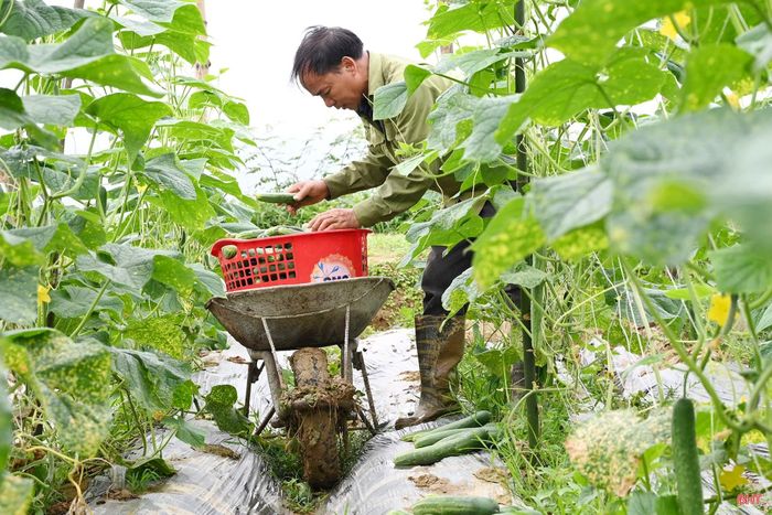 Đặc biệt, trên diện tích gần 2ha, mô hình sản xuất dưa chuột còn tạo ra khoảng 300 ngày công lao động cho bà con với mức thu nhập 300 nghìn đồng/ngày. Dự kiến, vụ thu hoạch dưa chuột sẽ rải đều, kéo dài từ 45 – 60 ngày.