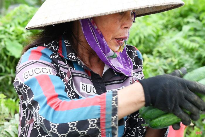 Ước tính, sau khi trừ chi phí, mỗi hộ tham gia tổ hợp tác có thể thu về khoảng 6 triệu đồng trong vụ đầu tiên (lãi ròng), cao hơn nhiều lần so với các cây trồng bản địa. Từ các vụ tiếp theo, lợi nhuận có thể cao hơn nhờ tiết kiệm được chi phí đầu tư giàn lưới.
