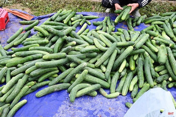 Mỗi ngày, sản lượng thu hoạch tại đây đạt khoảng 3,5 tấn.