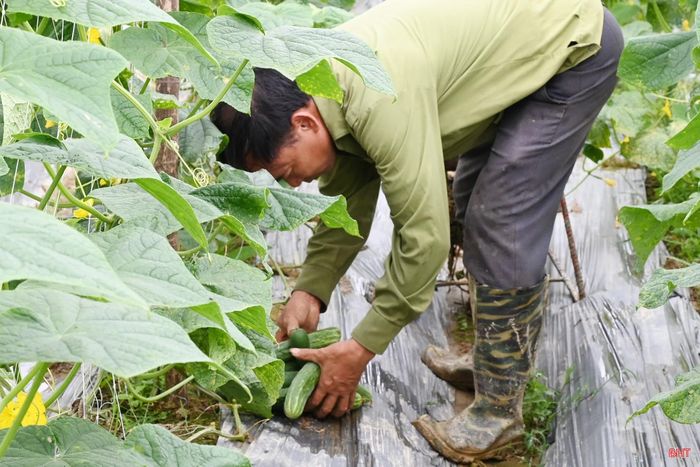 Trong đợt này, dưa được thu mua với giá khoảng 4.000 đồng/kg và có thể thay đổi theo giá thị trường.