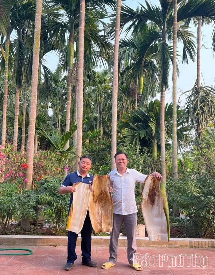 Mo cau nguyên liệu được thu gom, phân loại kỹ lưỡng theo tiêu chuẩn trước khi đưa vào sản xuất.