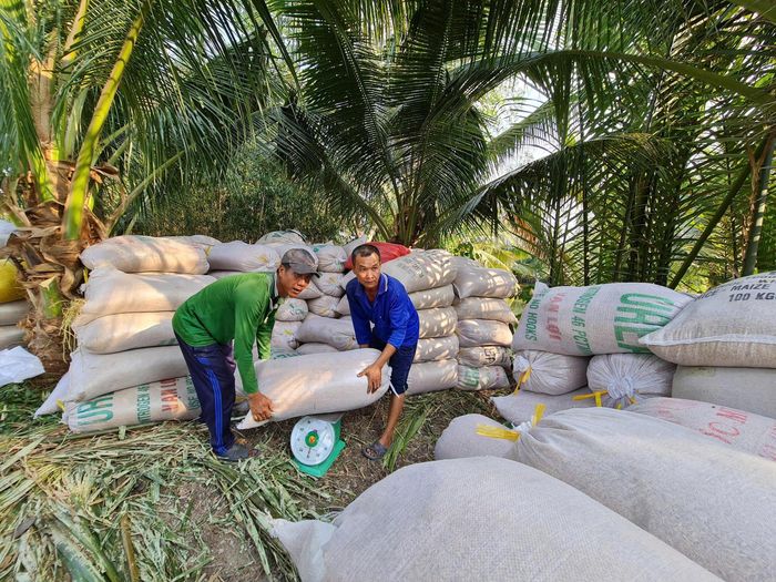 Nông dân bán lúa cho thương lái giá khoảng 5.900 đồng/kg, trừ chi phí không lợi nhuận. Một số nơi, nông dân chờ thương lái mua.