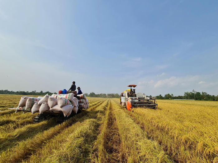 Nông dân TP Cần Thơ thu hoạch lúa. Vụ mùa năm nay, giá giảm, lợi nhuận không cao.