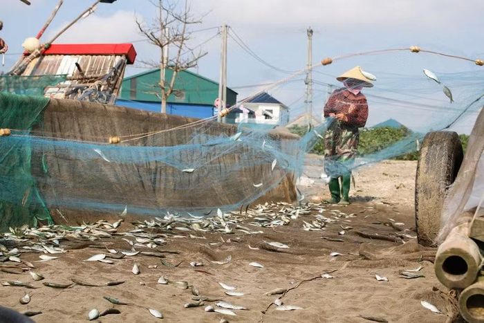 Theo ngư dân, mùa cá trích bắt đầu từ tháng 3 đến tháng 6 hằng năm. Tùy vào lượng cá, sau khi trừ đi chi phí, mỗi chuyến ra khơi người dân kiếm được 400.000-500.000 đồng. Những ngày trúng mẻ cá có thể thu nhập lên đến tiền triệu.
