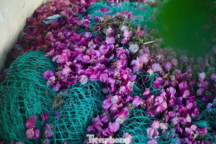 Hoa giấy rất 'nhạy' với thời tiết, chỉ cần một cơn mưa là hoa sẽ rụng xuống.