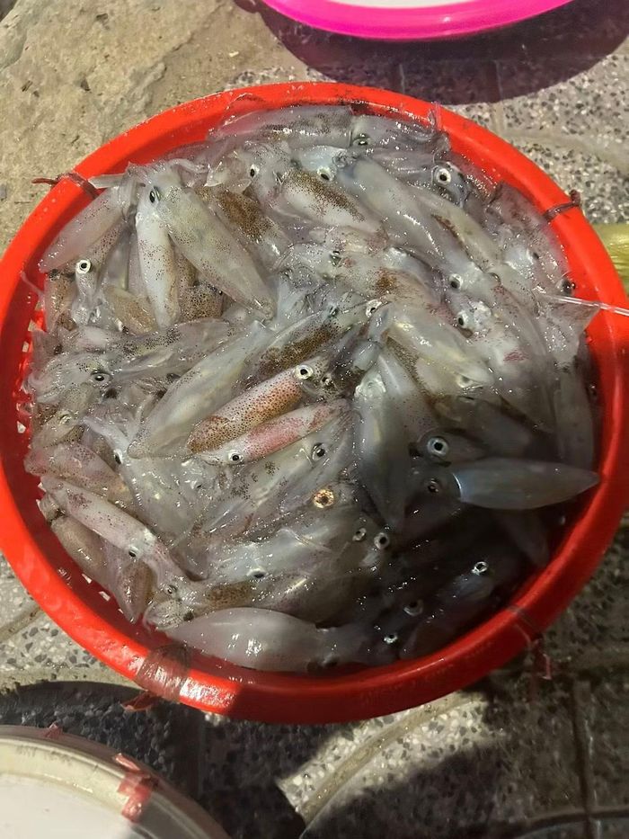Với nhiều người, trải nghiệm đáng nhớ nhất không chỉ là ăn mực, mà là khoảnh khắc đứng giữa chợ đêm, dưới ánh đèn pin chập chờn, tự tay chọn từng con mực còn “nháy” và hòa mình vào nhịp sống biển cả. Ảnh Nghệ An News