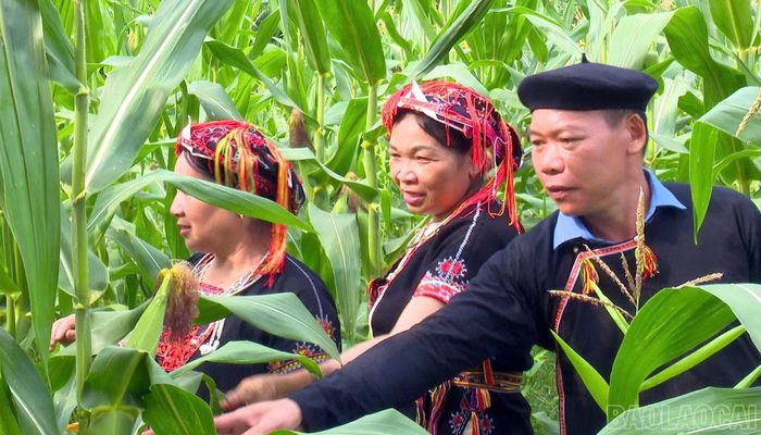 Ông Lý Văn Thắng tuyên truyền, vận động bà con chuyển đổi cơ cấu cây trồng, nâng cao thu nhập.