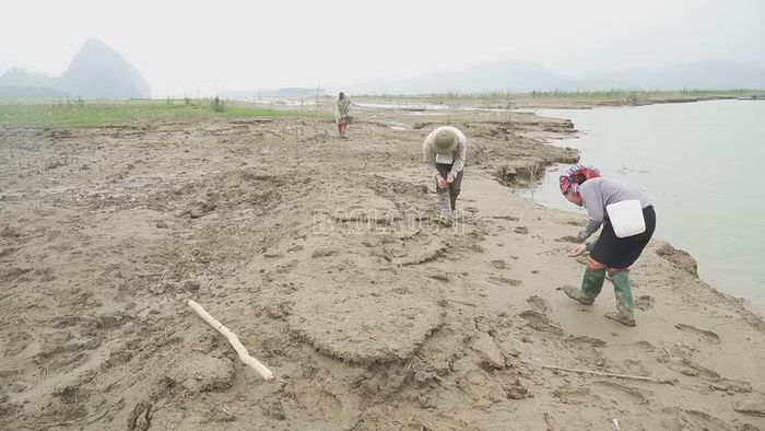 Không gieo cấy được lúa, gia đình ông Hoàng Văn Vi chuyển sang trồng ngô.