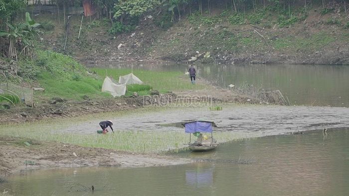 Tận dụng diện tích lấn hồ, nhiều hộ có nguồn thu nhập ổn định.