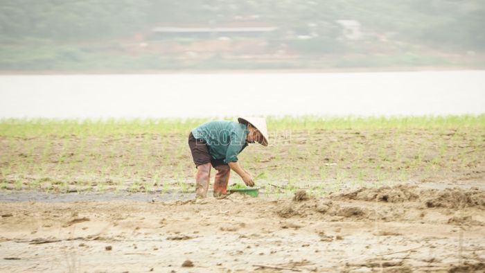Tranh thủ cấy khi nước rút.