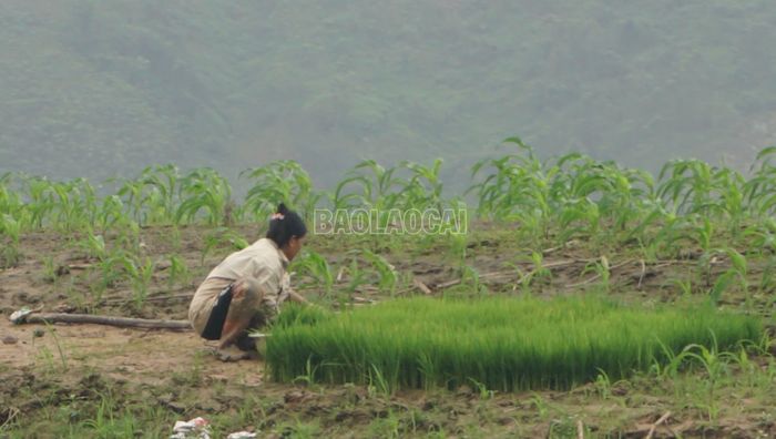 Mạ đã quá vụ cấy vì nước vẫn chưa rút.