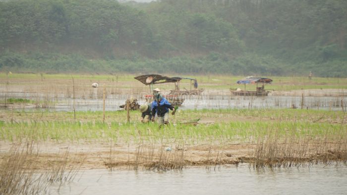 Khi nước không thuận, việc xuống giống phải trông chờ vào thiên nhiên.