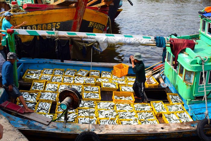 Vụ ca nam ở Cảng cá Phan Thiết