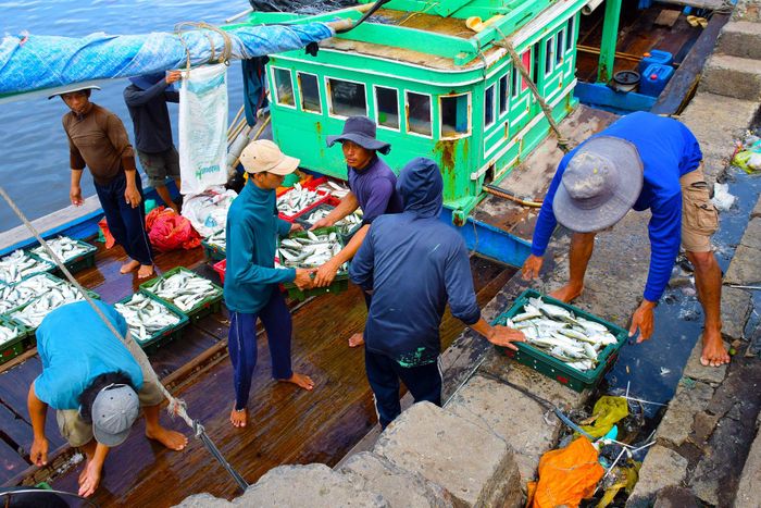 Vụ ca nam ở Cảng cá Phan Thiết