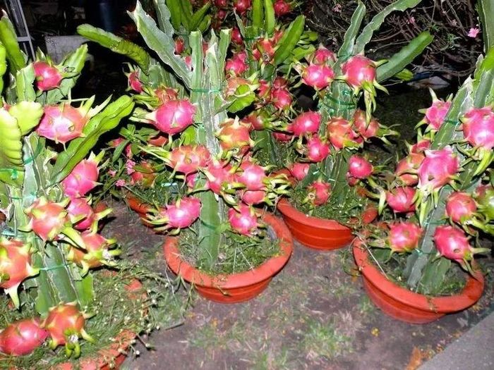 Là cây trồng kinh tế quan trọng. Tại Việt Nam, thanh long là một trong những loại trái cây xuất khẩu chủ lực, mang lại giá trị kinh tế cao. Ảnh: Pinterest.